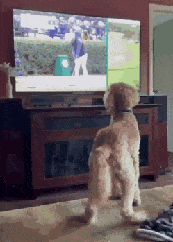 a dog golfer.gif