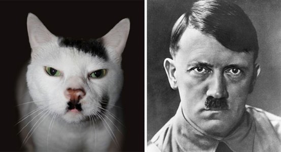 celebrity-look-alikes-animals-3.jpg