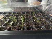 Pepper seedlings.JPG