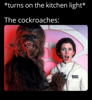 person-turns-on-kitchen-light-cockroaches-ig-starwars-sheevposting.png