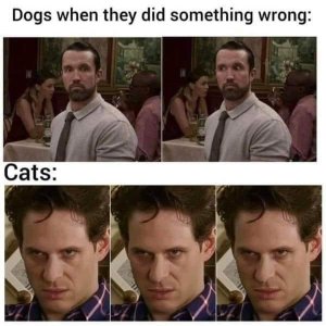 person-dogs-they-did-something-wrong-cats.jpeg