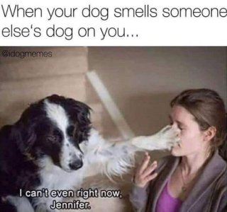 dog-dog-smells-someone-elses-dog-on-idogmemes-cant-even-right-now-jennifer.jpeg