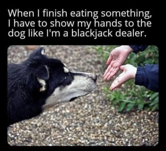 dog-finish-eating-something-have-show-my-hands-dog-like-blackjack-dealer.jpeg
