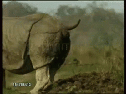 rhino-shit.gif
