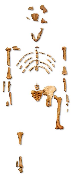Reconstruction_of_the_fossil_skeleton_of_Lucy_the_Australopithecus_afarensis.jpg