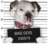 Bad Dog in Jail.jpg