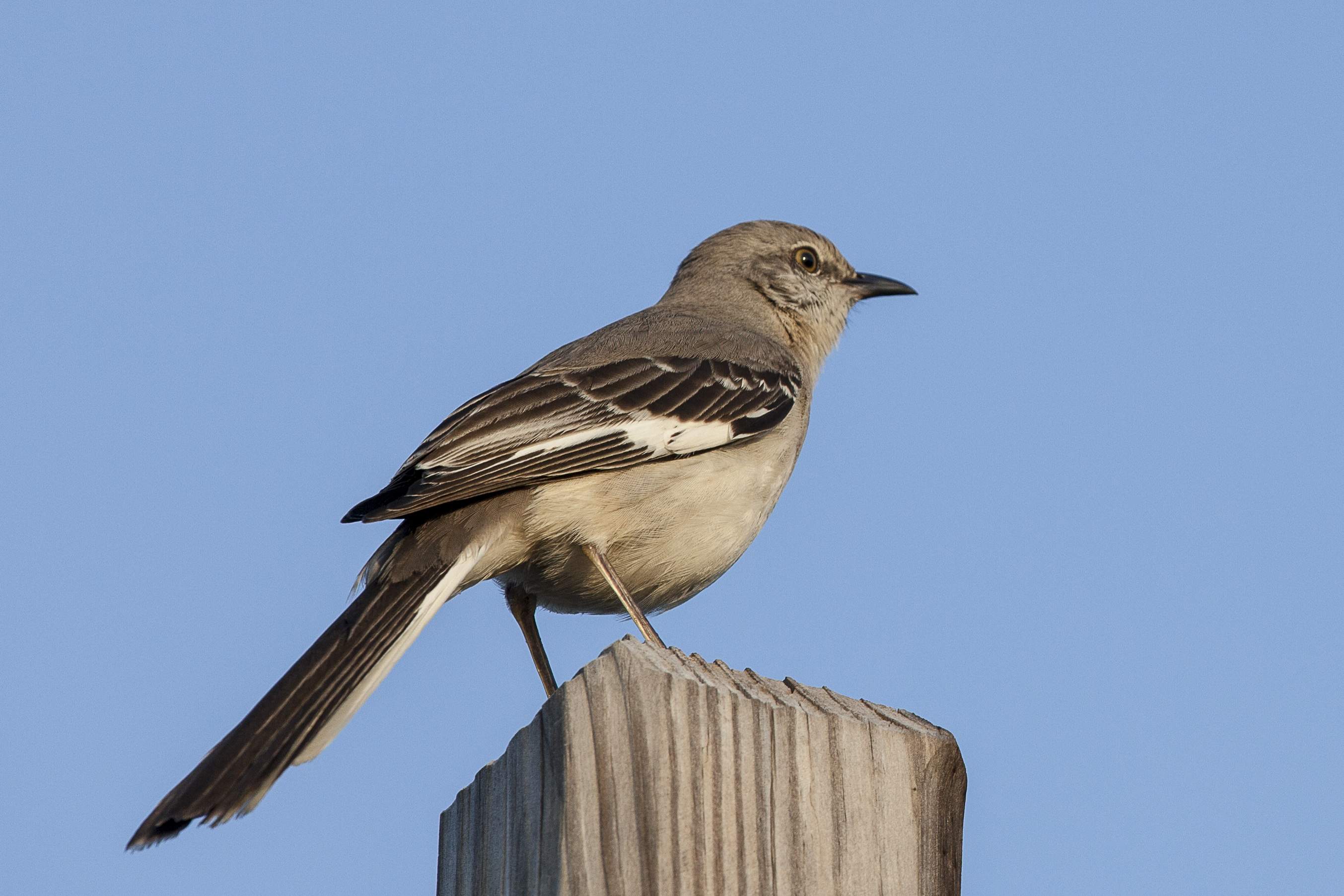 northern-mockingbird-1.jpg