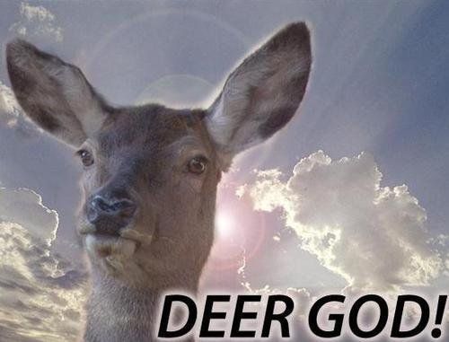 DEER GOD! | Tumblr funny, Funny pictures, Funny images