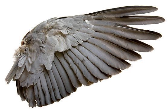 bird_wing_2.jpg