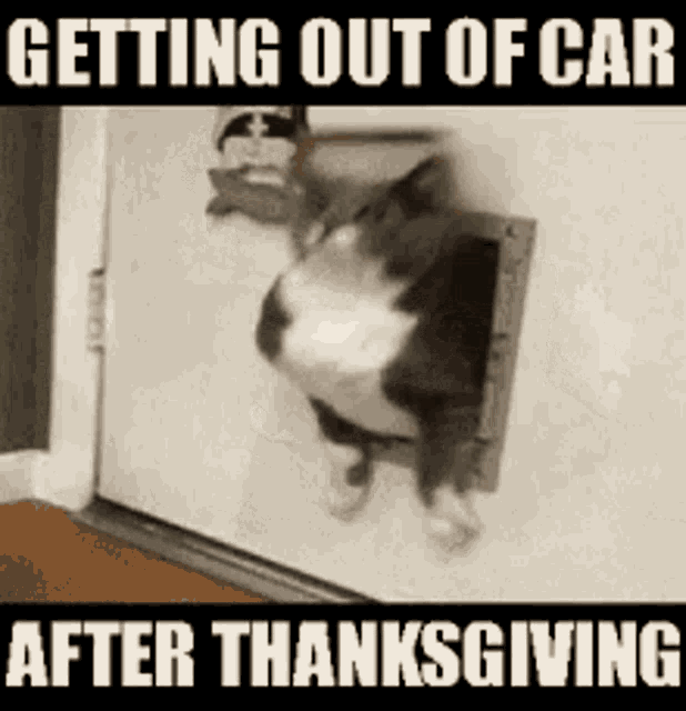 thanksgiving-cats.gif