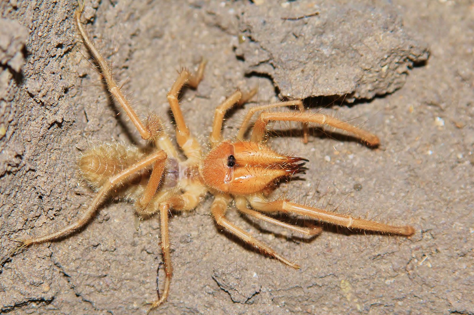 Sunspider.jpg