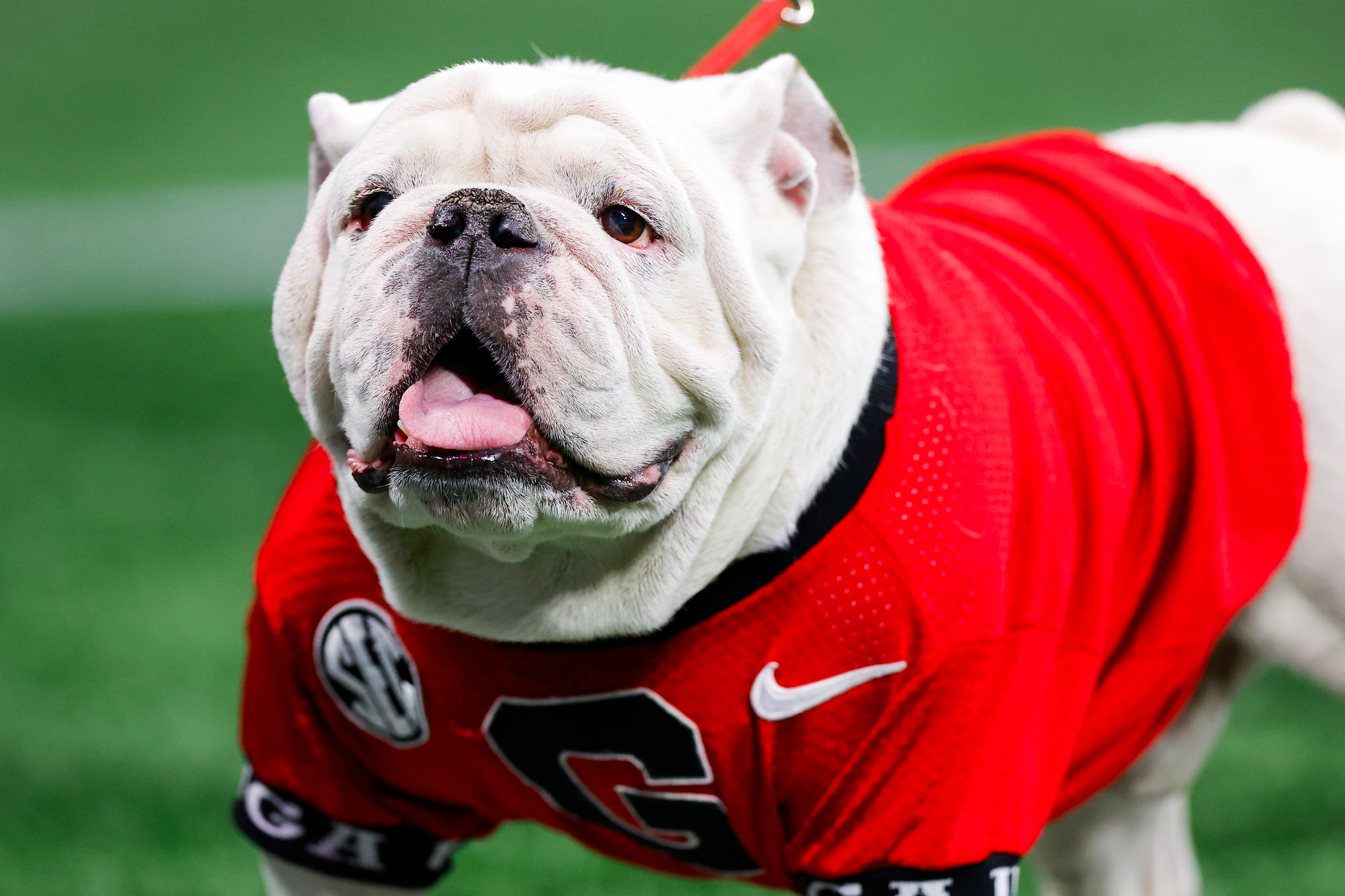 why-georgia-bulldogs.jpg