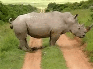 rhino-pooping.gif