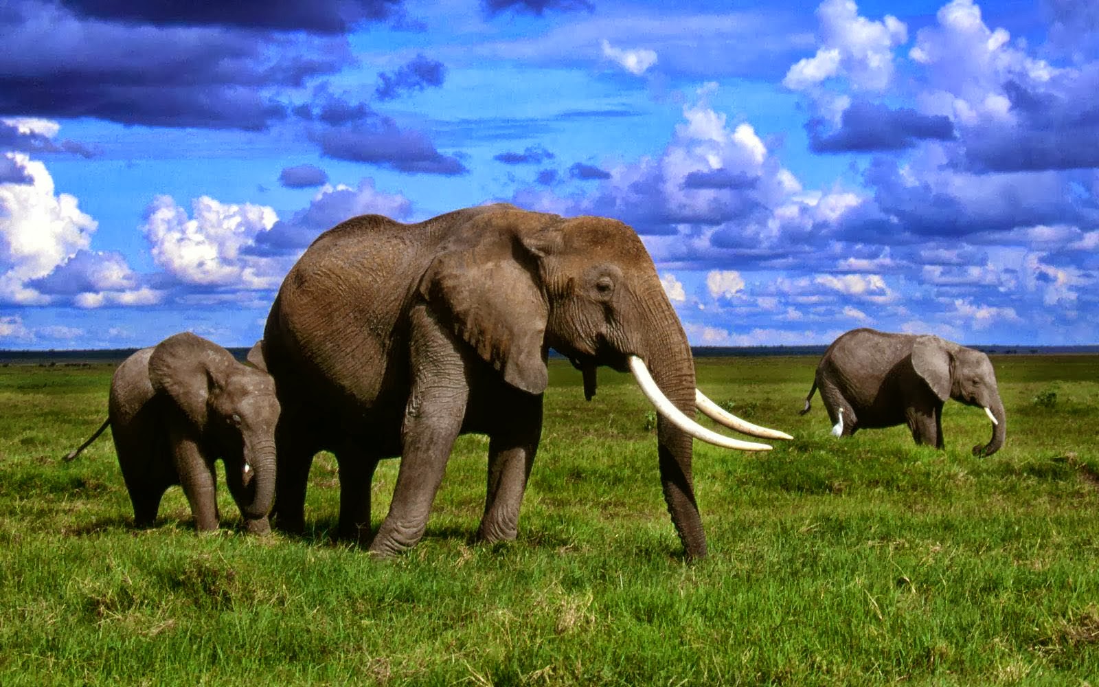 African+Elephant+Wallpapers+(7).jpg