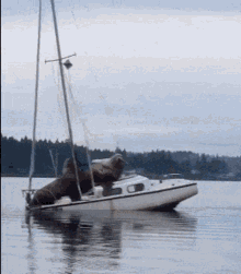 sea-lion-sail.gif