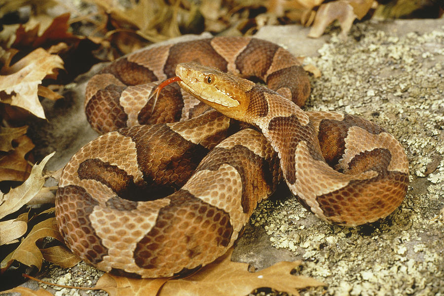 northern-copperhead-robert-zappalorti.jpg