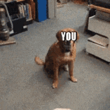 tenor.gif