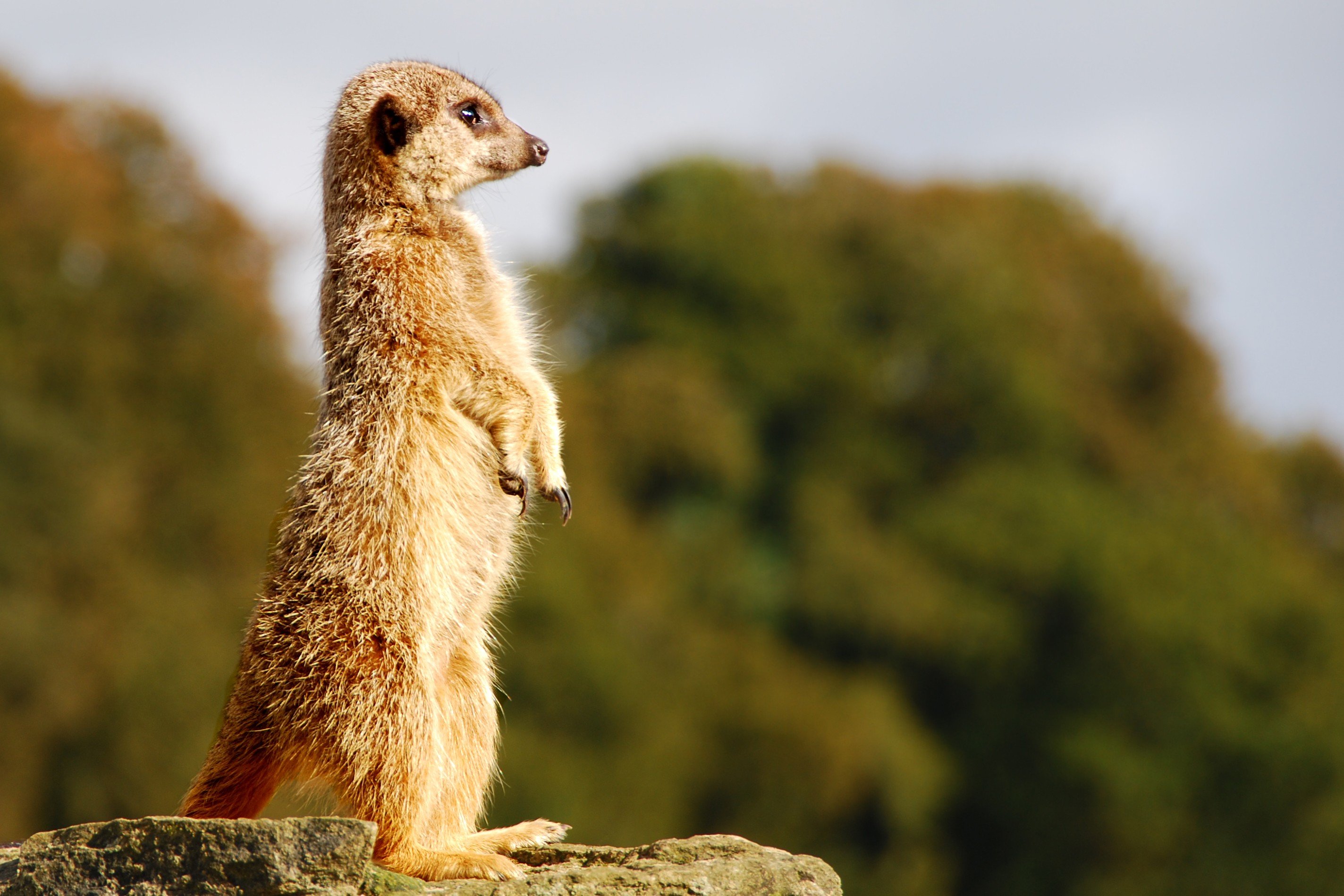 155575-meerkats.jpg