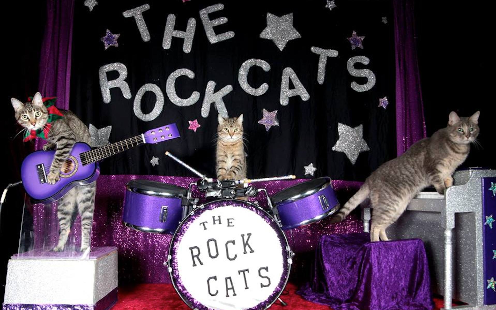 Rock-Cats.jpg