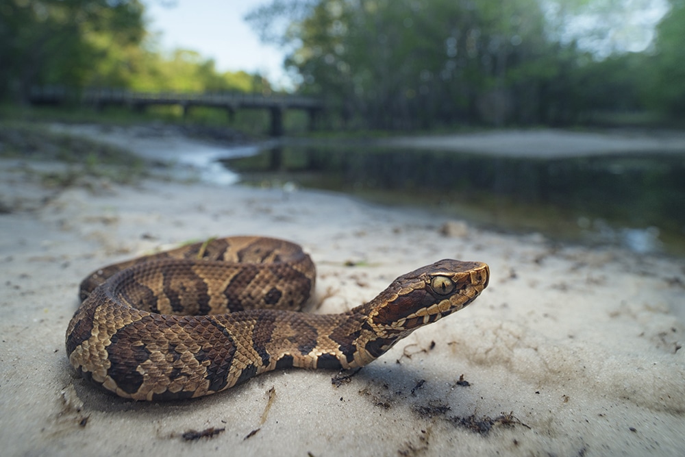 The-Cottonmouth-Snake.jpeg