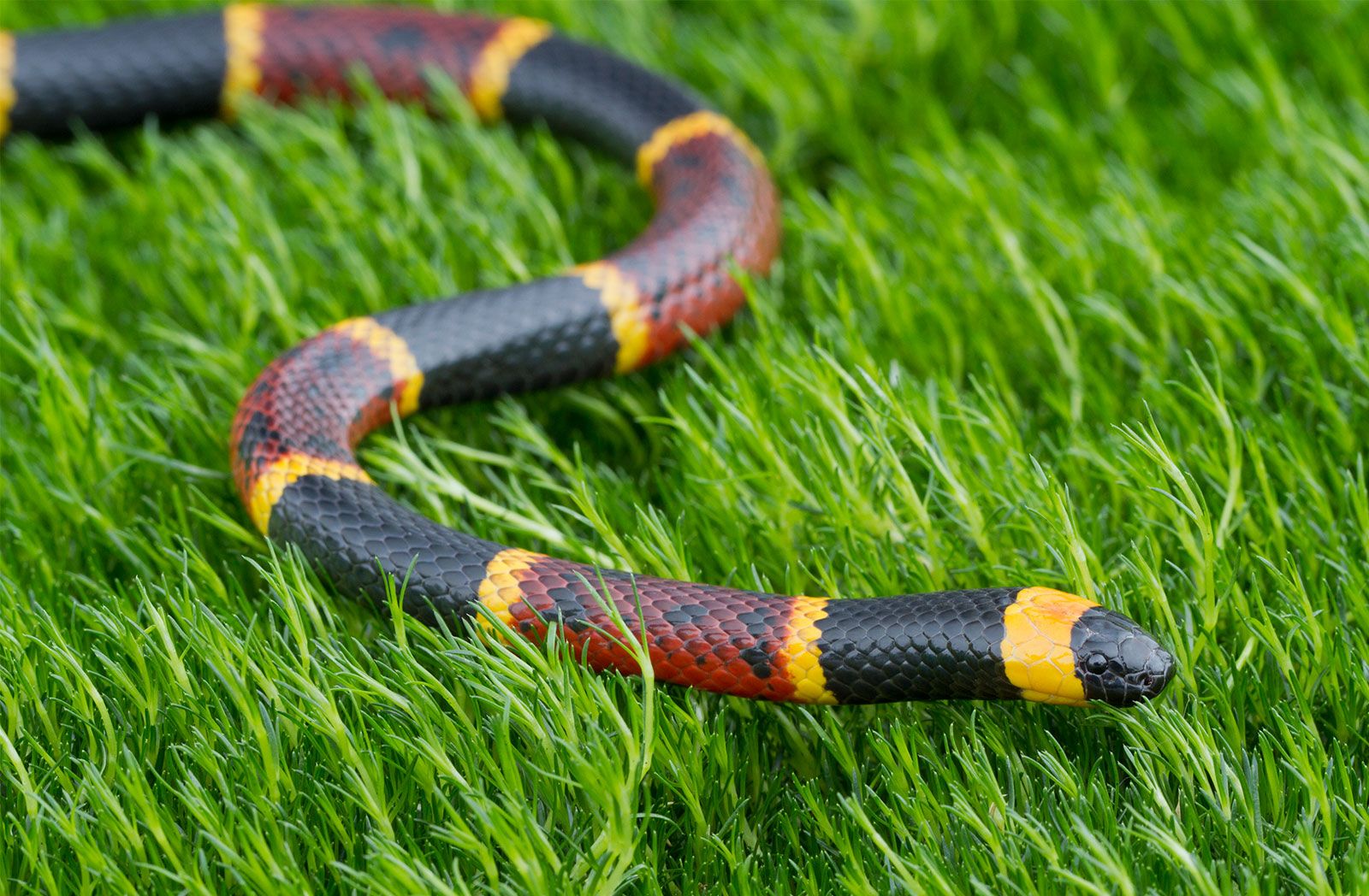 eastern-coral-snake.jpg