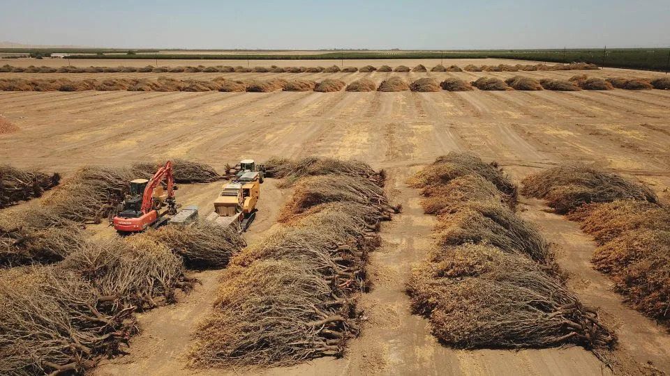 Dead almond trees removed by a farmer because of a lack of water to irrigate them, in drought-stricken Huron, California, on July 23, 2021. - Robyn Beck/AFP/Getty Images