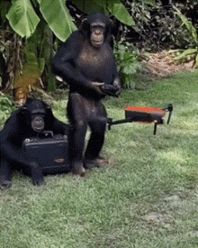 monkey-monkey-with-drone.gif