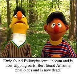 psilocybe-semilanceata-and-is-now-tripping-balls-bert-found-amanita-phalloides-and-is-now-dead