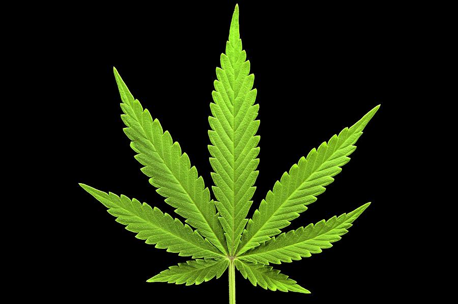3-cannabis-sativa-leaf-antonio-romero.jpg