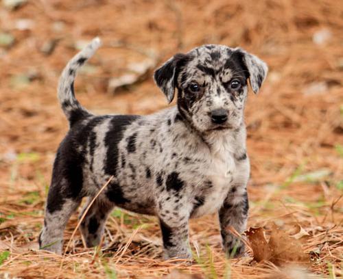 louisiana-catahoula-leopard-dog-puppy-for-sale-adoption-rescue-americanlisted_137247223.jpg