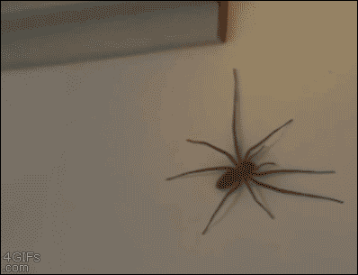Fast-huntsman-spider-wall%255B1%255D.gif