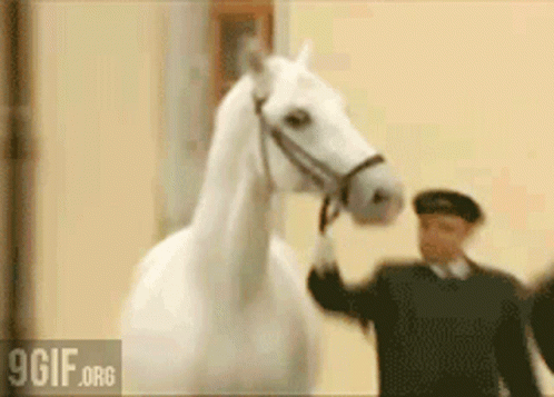 horse-shocked.gif