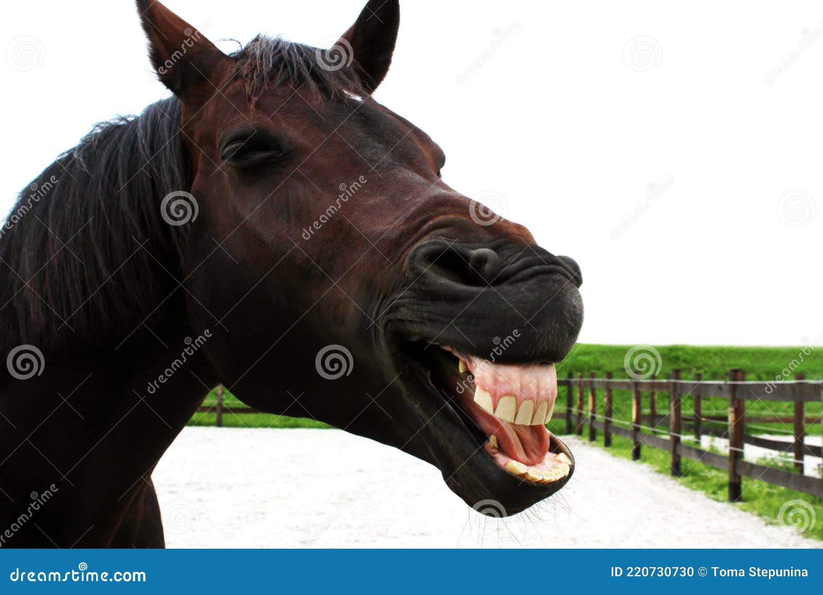 portrait-funny-horse-smiling-horse-portrait-funny-horse-horizontal-view-smiling-horse-cropped-shot-220730730.jpg