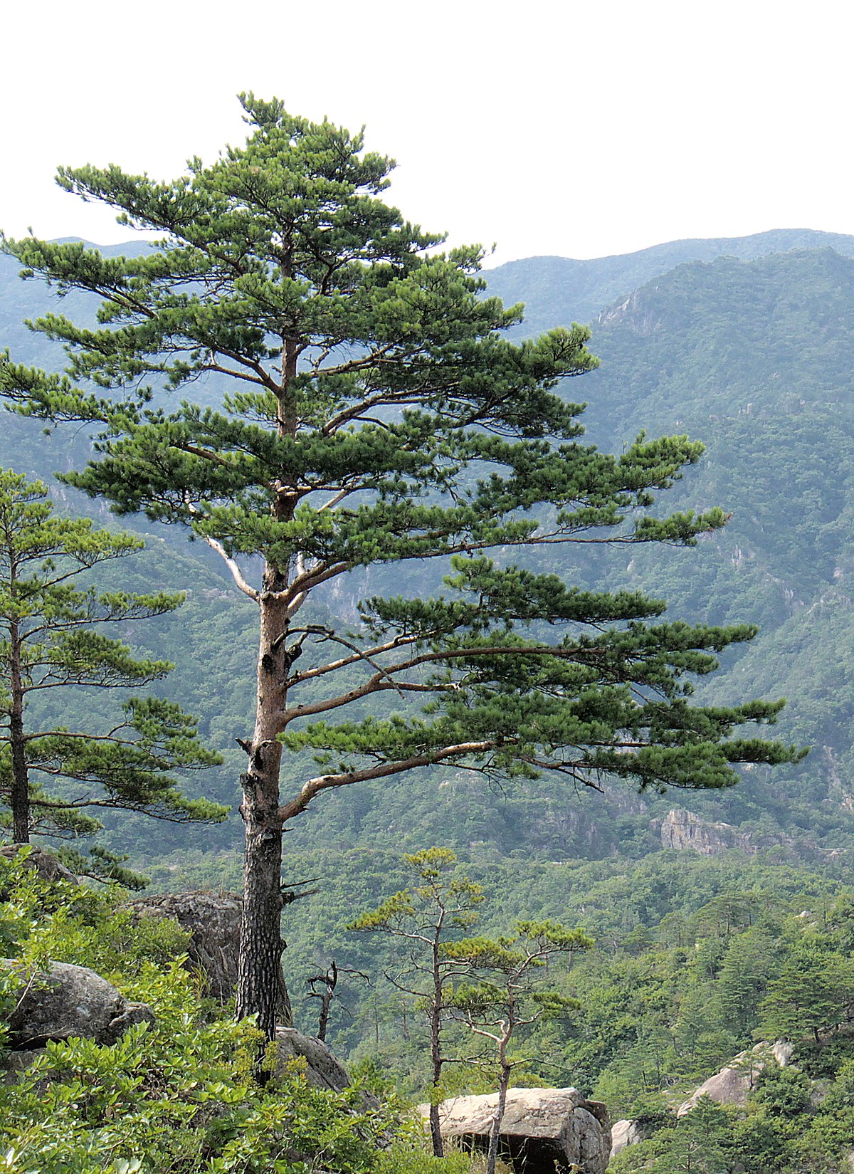 1200px-Pinus_densiflora_Kumgangsan.jpg