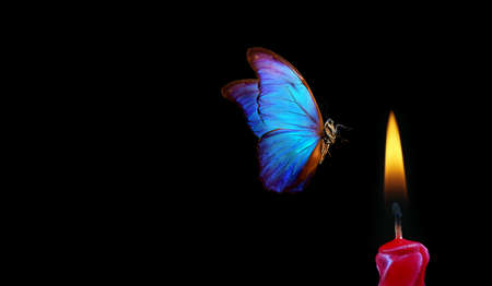 166724857-butterfly-flying-into-the-light-of-a-candle-bright-tropical-morpho-butterfly-and-candle-flame-on-bla.jpg