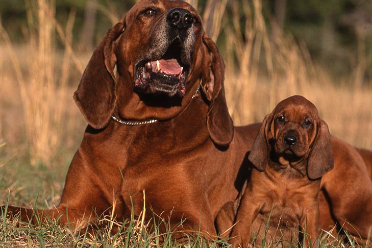 Redbone-Coonhound-mother-and-puppy.jpg