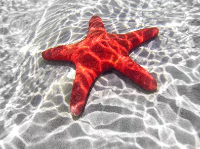 starfish-underwater-in-shallow-water--australia--482280287-59e7e799396e5a0010d1bab2.jpg